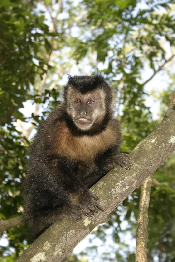 Parque Ecológico de Maracajá: Um Refúgio de Lazer e Natureza no Sul Catarinense