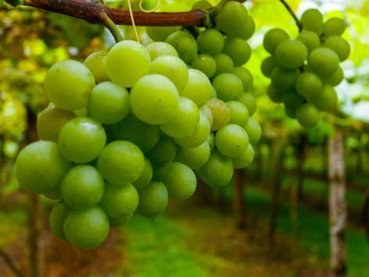 Goethe Festival estreia em Urussanga com vinho de origem, sabores locais e história viva