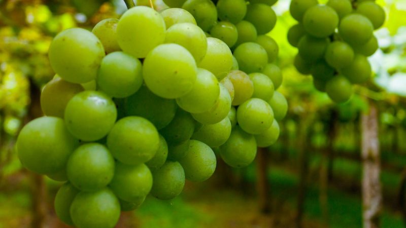 Goethe Festival estreia em Urussanga com vinho de origem, sabores locais e história viva