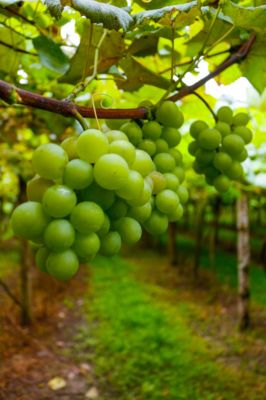 Goethe Festival estreia em Urussanga com vinho de origem, sabores locais e história viva