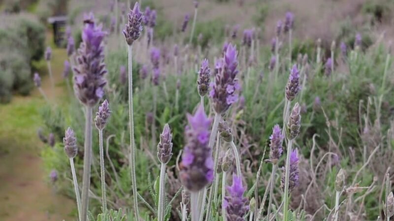 Het Dorp: vilarejo holandês em Carambeí encanta jornalistas com lavandário e sabores típicos