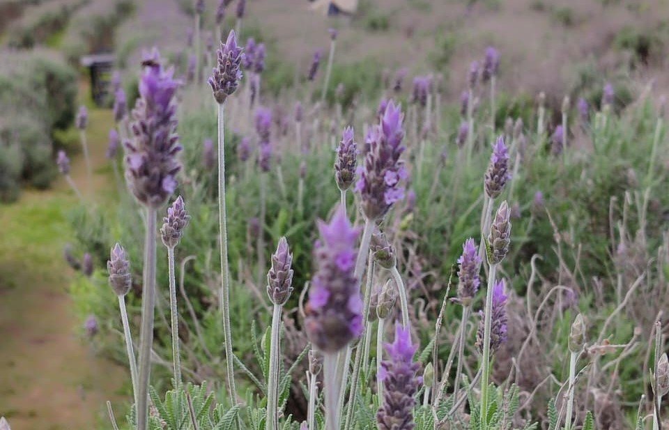 Het Dorp: vilarejo holandês em Carambeí encanta jornalistas com lavandário e sabores típicos