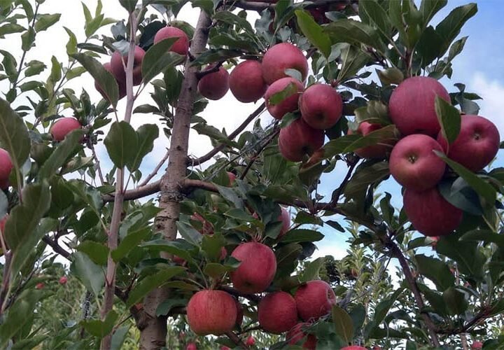 Fraiburgo dá início à Colheita da Maçã e se consolida como referência no turismo nacional