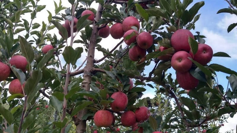 Fraiburgo dá início à Colheita da Maçã e se consolida como referência no turismo nacional