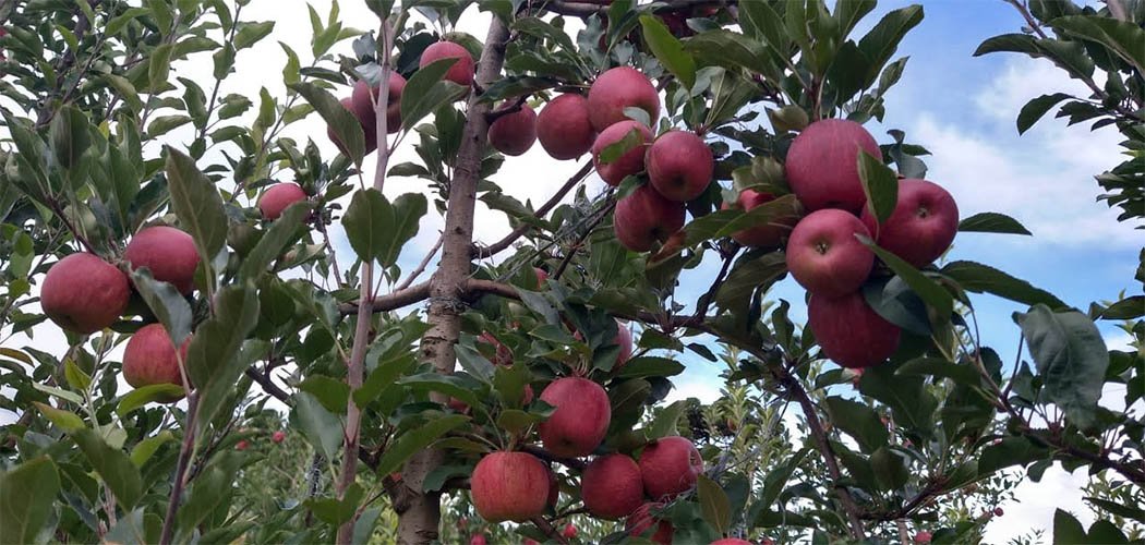 Fraiburgo dá início à Colheita da Maçã e se consolida como referência no turismo nacional