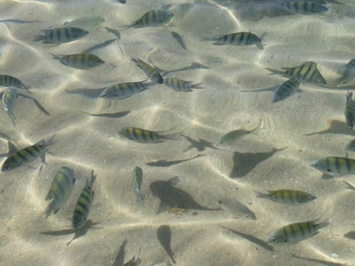 Lagoinha, em Bombinhas, encanta turistas com águas cristalinas e vida marinha abundante