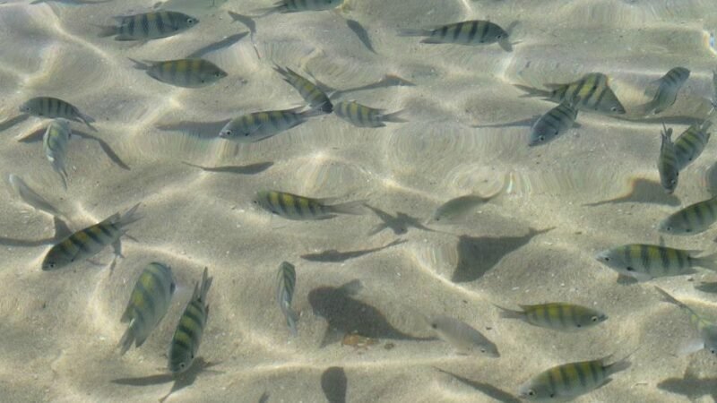 Lagoinha, em Bombinhas, encanta turistas com águas cristalinas e vida marinha abundante