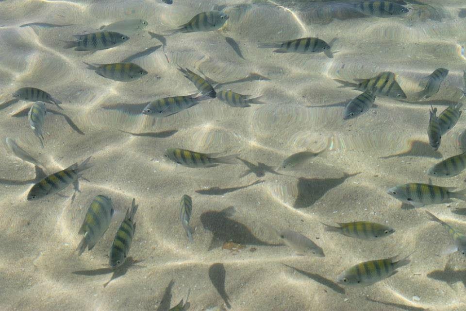 Lagoinha, em Bombinhas, encanta turistas com águas cristalinas e vida marinha abundante
