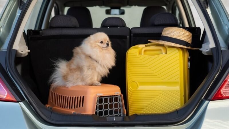 Fato ou fake: companhias aéreas realmente barram pets por porte ou raça?