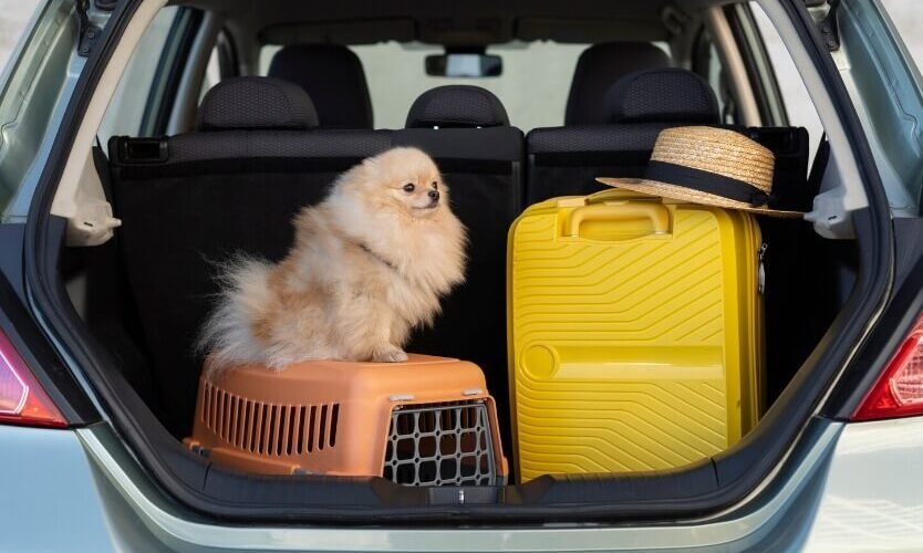 Fato ou fake: companhias aéreas realmente barram pets por porte ou raça?