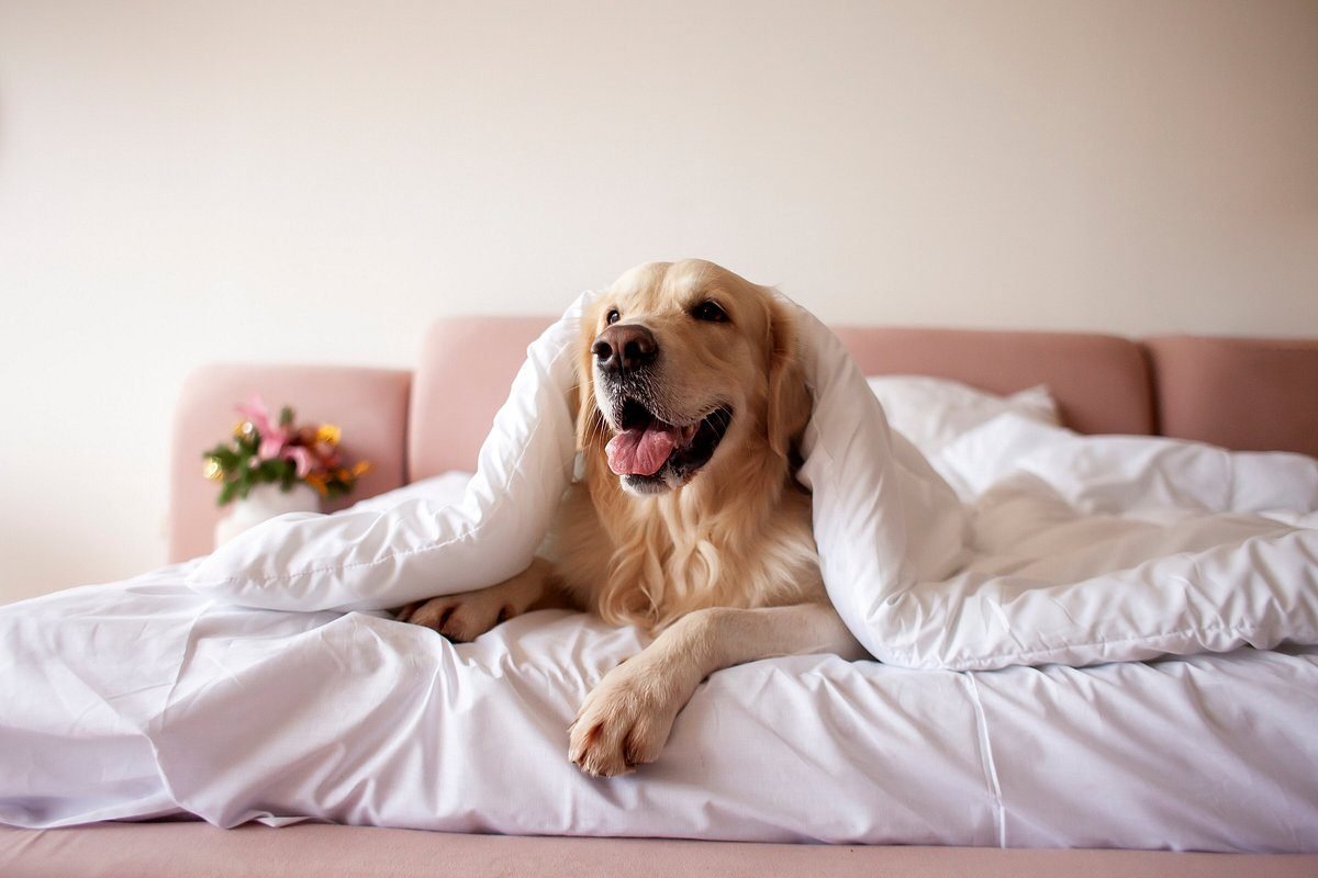 Pets passaram a influenciar escolha de hotéis, cafés e destinos no Sul catarinense