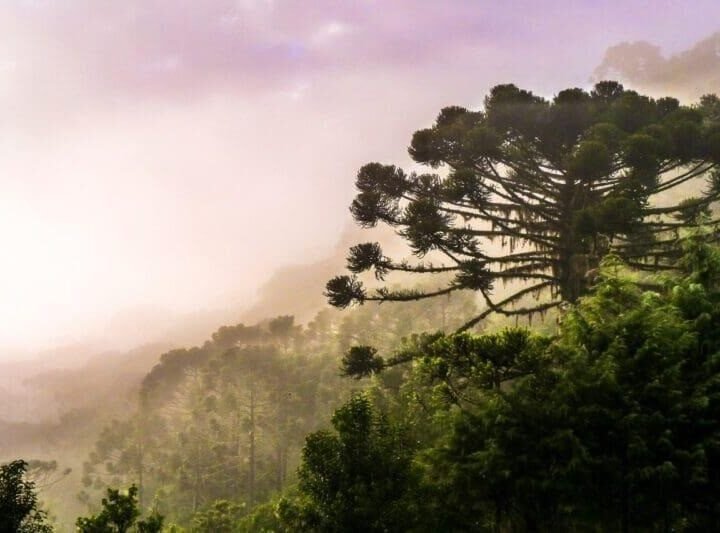 Inverno chegando: destinos catarinenses que ganham vida em junho