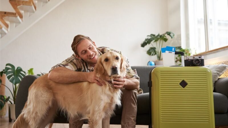 O turismo pet-friendly está em alta, mas os animais ainda viajam desprotegidos